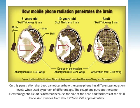 How mobile phone radiation penetrates the brain.